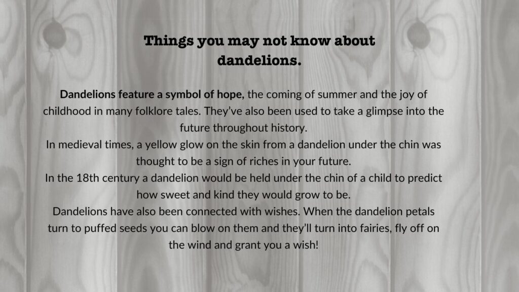 Things you may not know about dandelions.