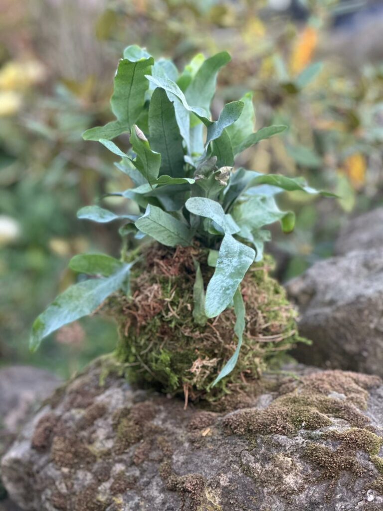 Kokedama Workshop event image at The Lovely Cow Shed
